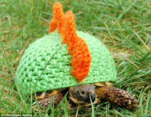 tortoise with cosy 2